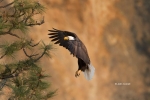 Bald-Eagle;Birds-of-Prey;Eagle;Flying-Bird;Haliaeetus-leucocephalus;Oregon;Photo